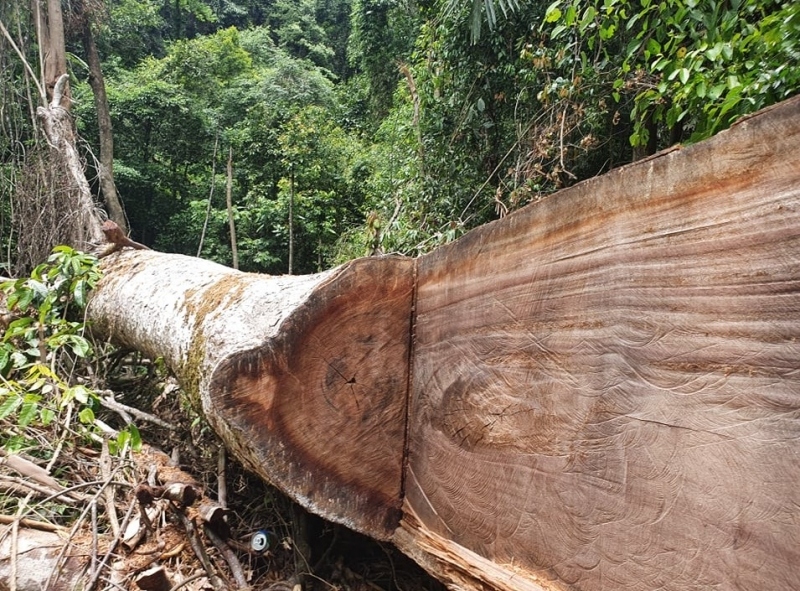 Làm rõ trách nhiệm để xảy ra phá rừng tại rừng phòng hộ A Lưới